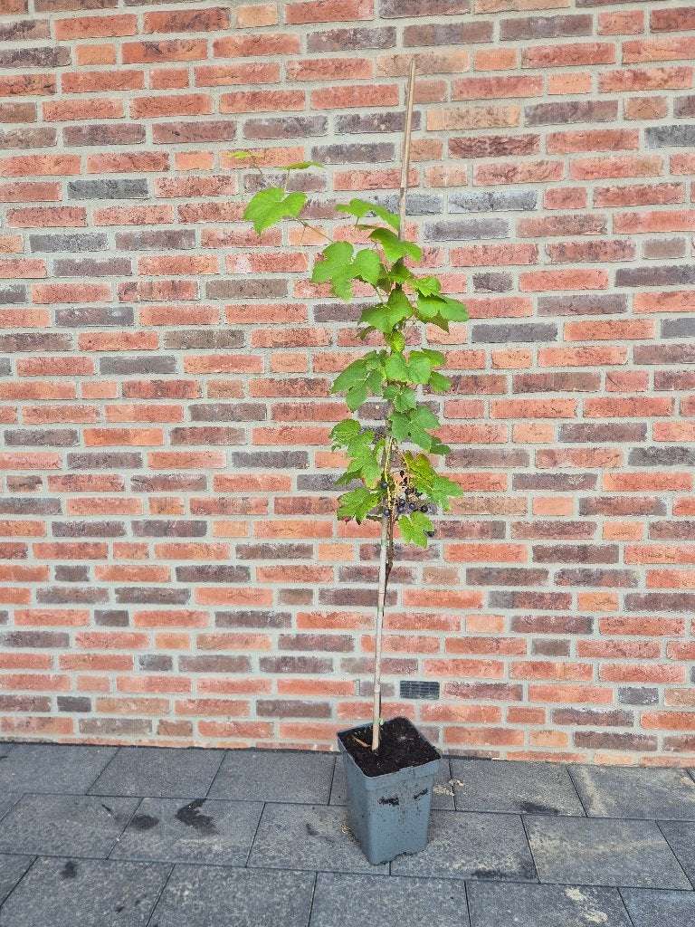Druiven plant, blauwe tafeldruif!, Tuin en Terras, Ophalen, Overige soorten, Volle zon, In pot