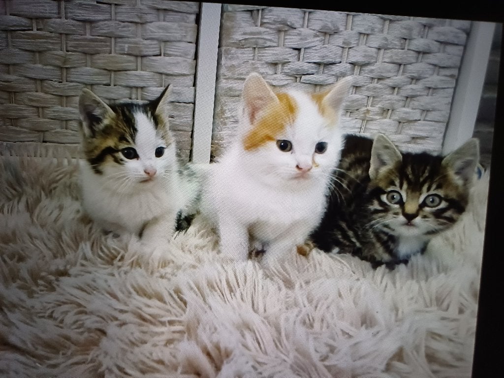3 prachtige kittens, Meerdere dieren, Ontwormd, 0 tot 2 jaar