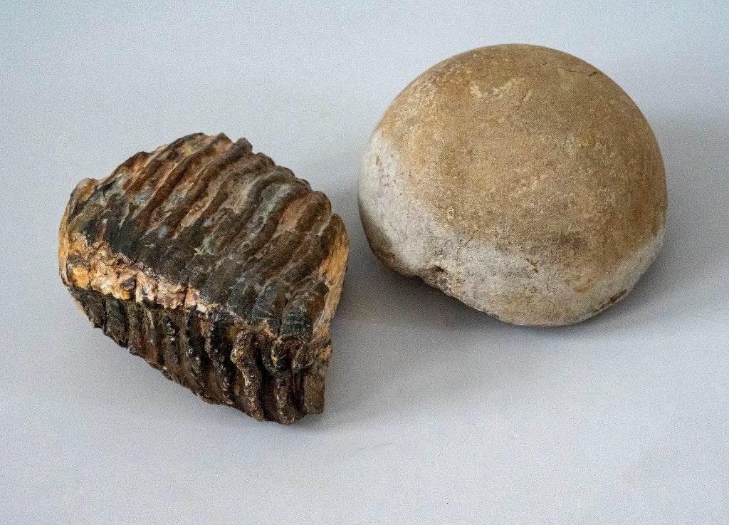 Mammoet fossielen aangeboden., Ophalen of Verzenden, Fossiel