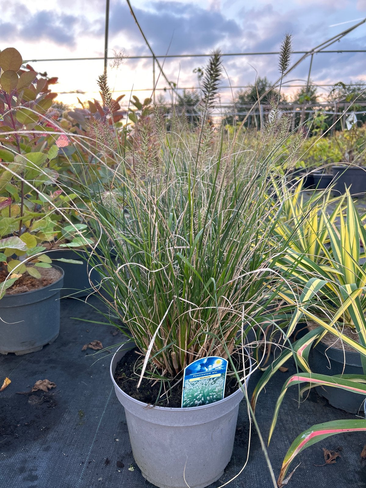 Pennisetum alopecuroides 'Hameln' in 5 liter pot, Tuin en Terras, Ophalen, Volle zon, Vaste plant, Siergrassen