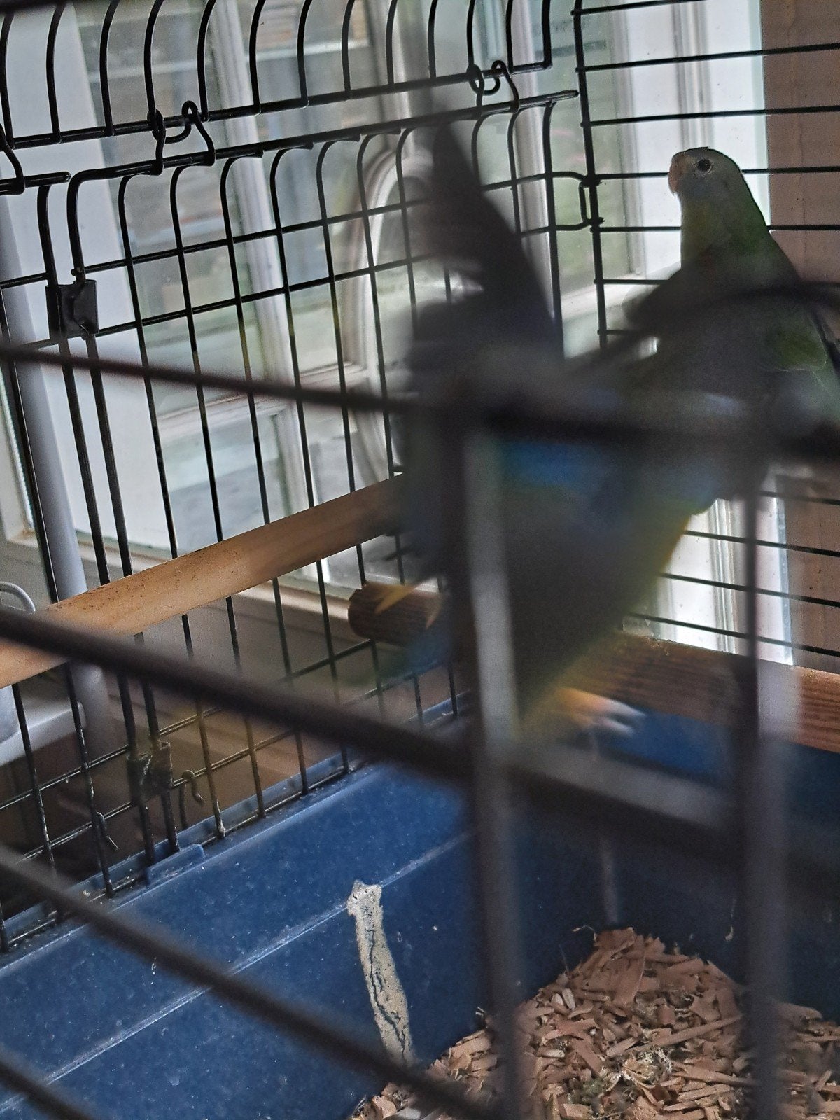 Elegant parkiet, Dieren en Toebehoren, Vogels | Parkieten en Papegaaien, Mannelijk, Parkiet