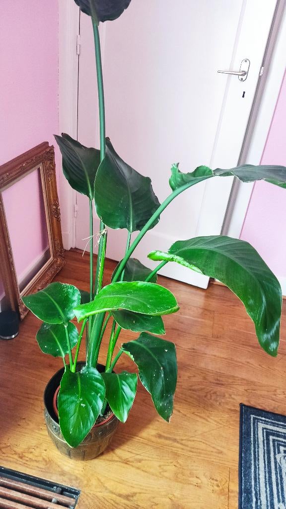 Grote kamerplant, Ophalen, 100 tot 150 cm, Overige soorten, Halfschaduw