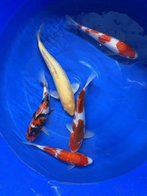 Koi uitverkoop, Karper of Koi
