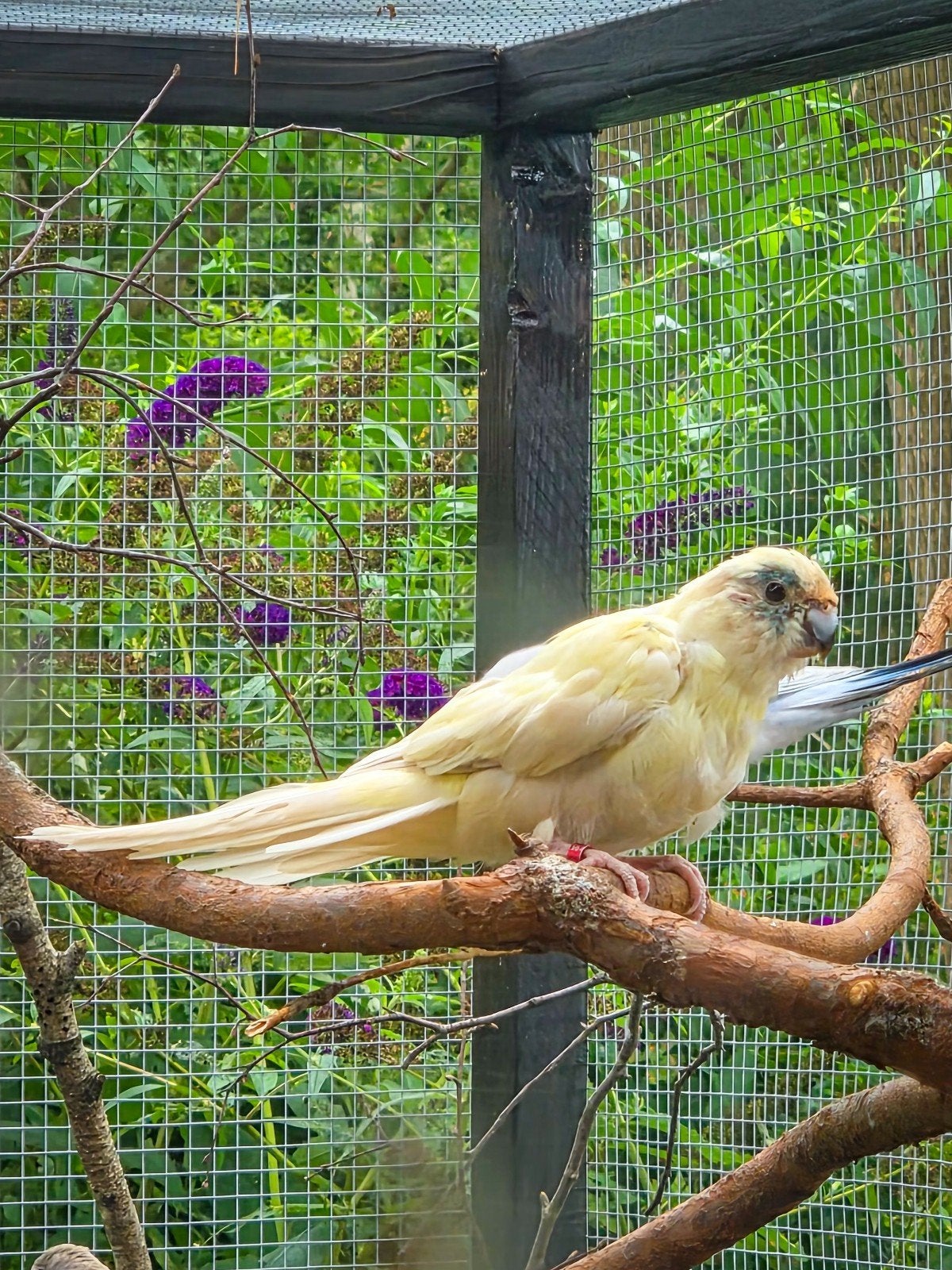 Te koop; Kakariki vrouw, Dieren en Toebehoren, Vrouwelijk, Parkiet