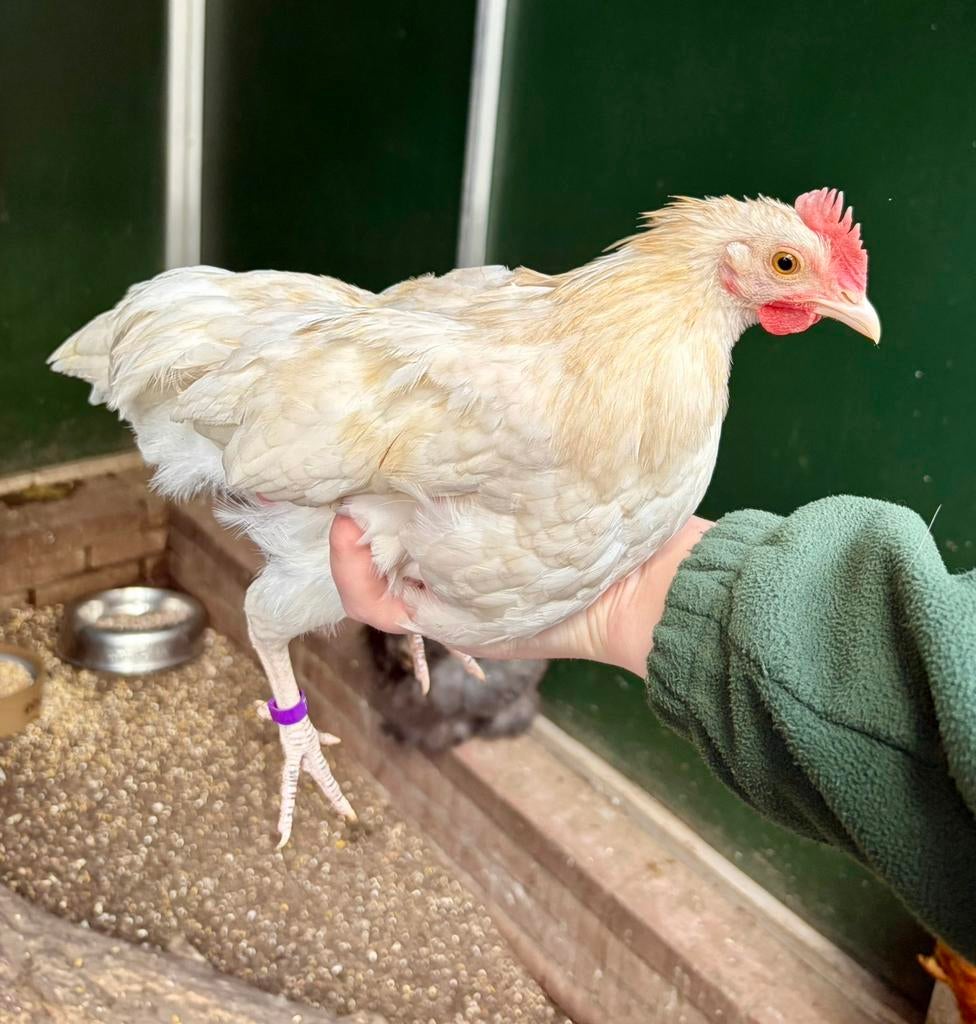 Puk, tam hanen kuiken, Dieren en Toebehoren, Mannelijk, Kip