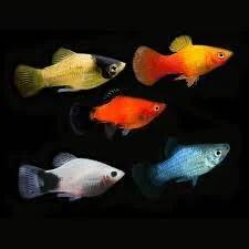 Xiphophorus Maculatus - Platy Mix, Vis, Zoetwatervis