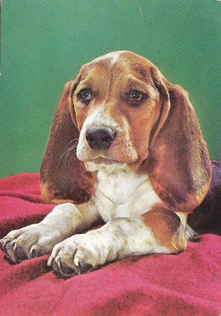 Ansichtkaart  	Hond, Verzamelen, Verzenden, 1980 tot heden, Gelopen, Hond of Kat