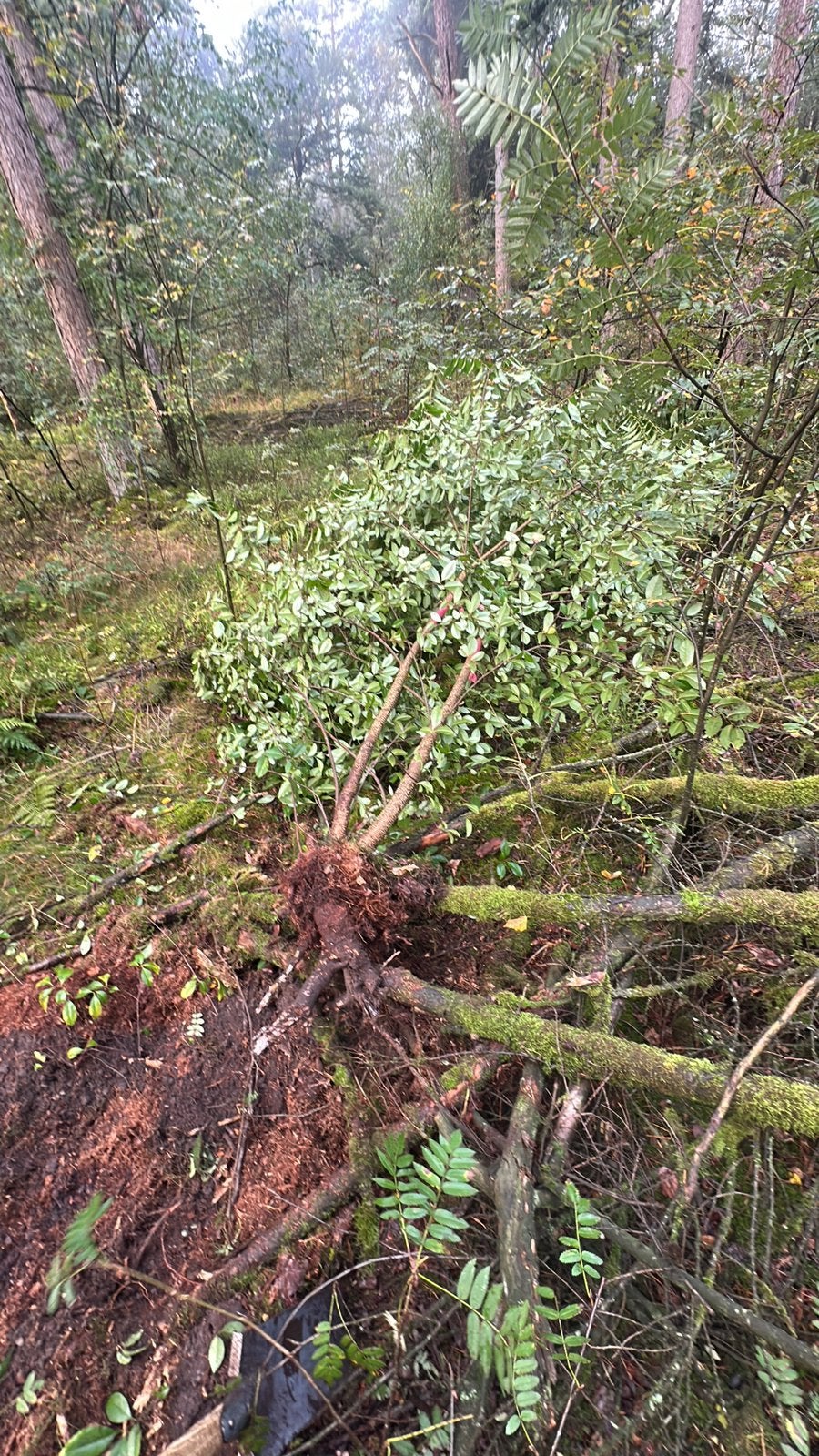 Wij verwijderen strijken en bomen elektrisch, Tuin en Terras, Planten | Bomen, Ophalen of Verzenden, Volle zon, Overige soorten