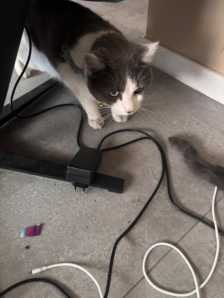 katten opzoek naar een nieuw thuis, Meerdere dieren, Gechipt, 0 tot 2 jaar