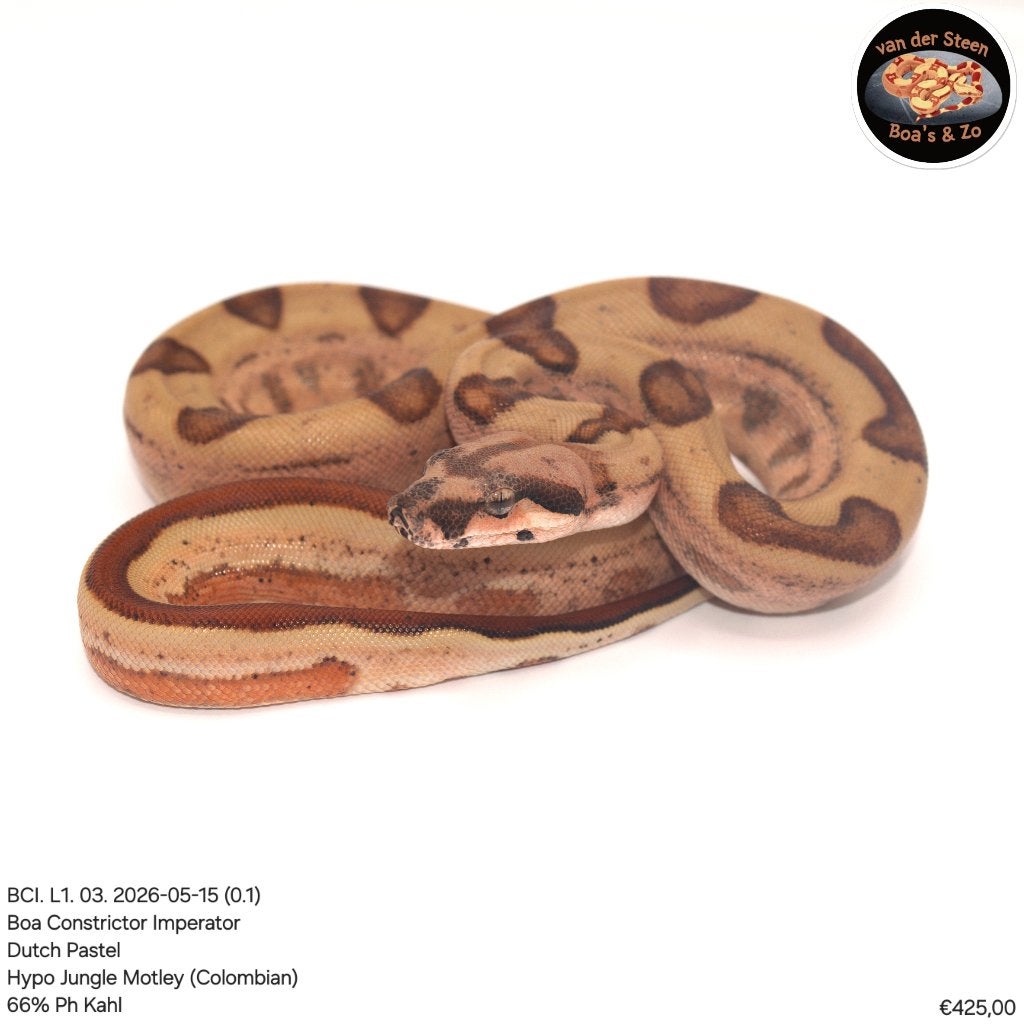 Boa Constrictor Imperator Litter 01 2026 Boa Constrictor photo 2