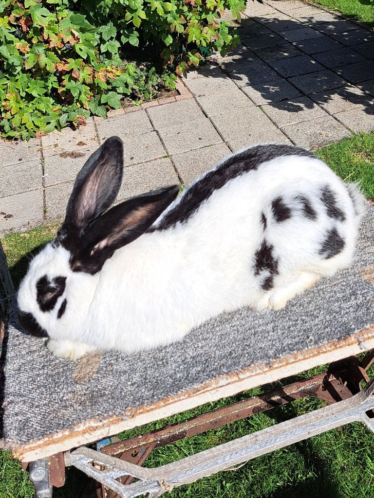 Lotharing konijn (Groot ras), Dieren en Toebehoren, Konijnen, Mannelijk, Groot, 0 tot 2 jaar