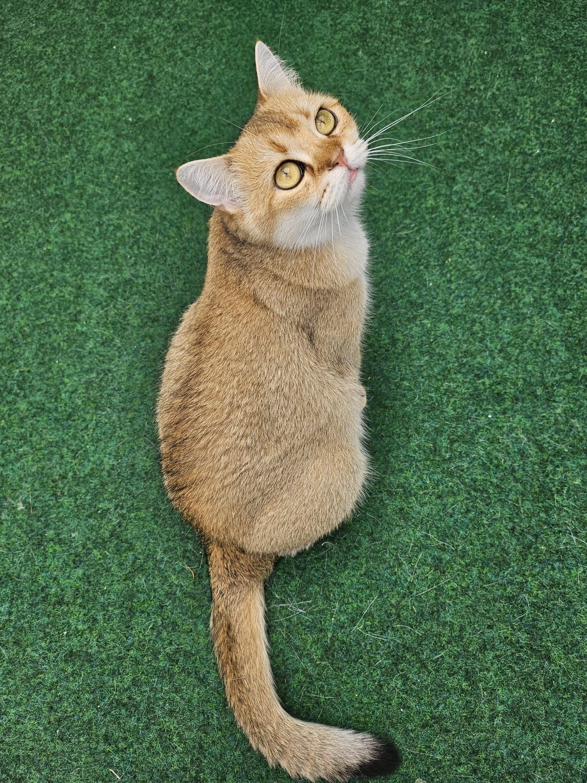 Britse Korthaar Golden Shaded, Poes, Gechipt, 3 tot 5 jaar
