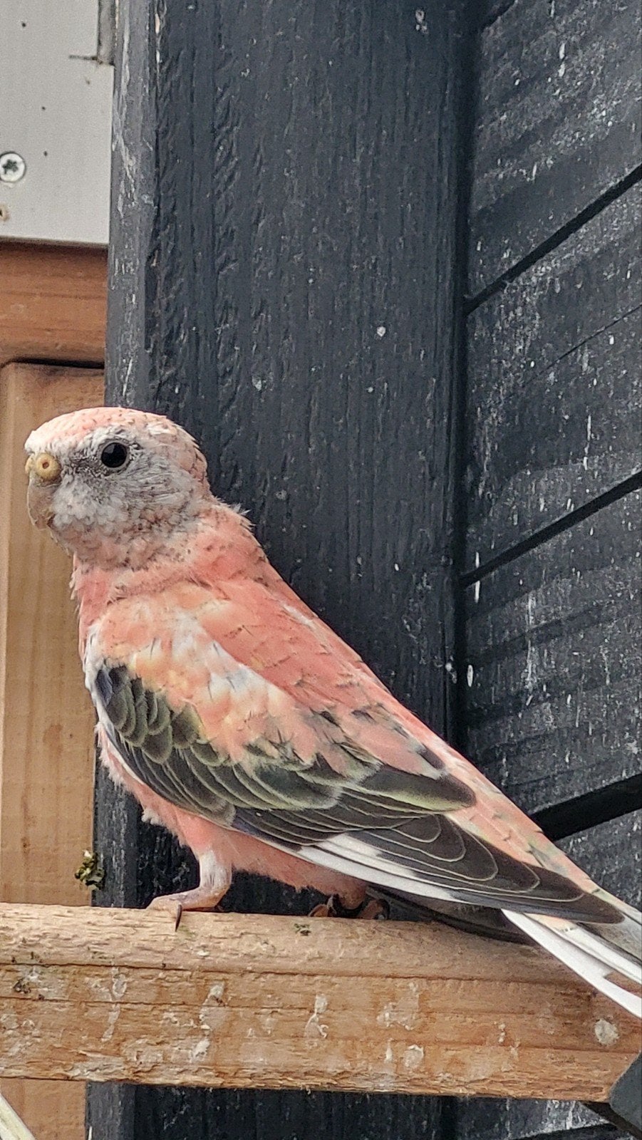 bourks / bourkes, Mannelijk, Parkiet, Geringd