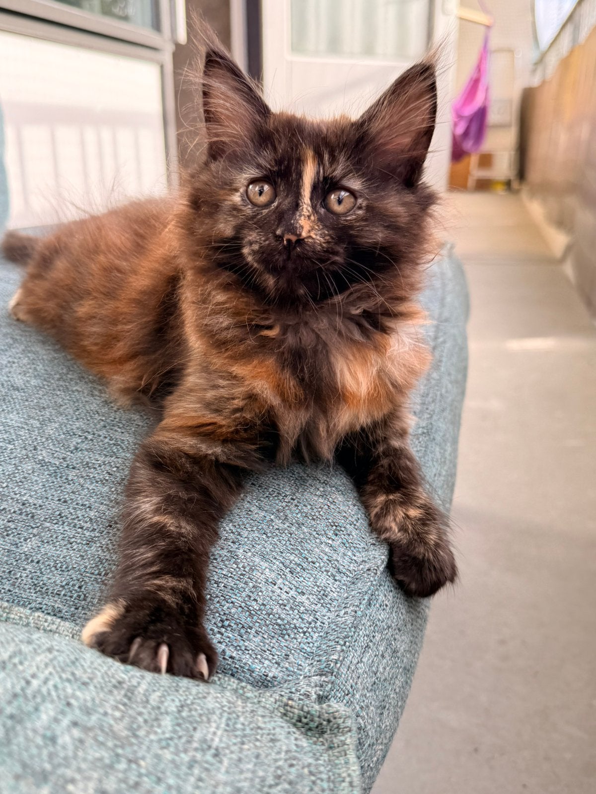 Lief XL Maine Coon poesje beschikbaar, Poes, Gechipt