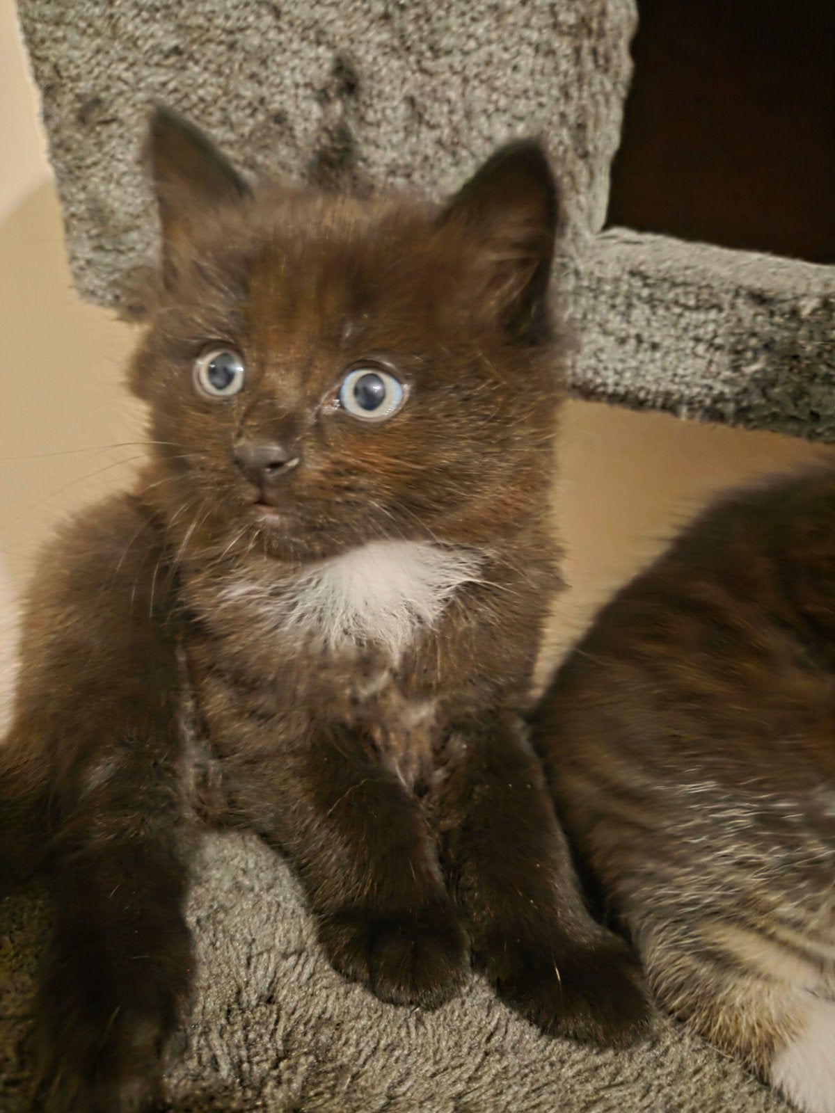 kittens half birmaan❤️, Meerdere dieren