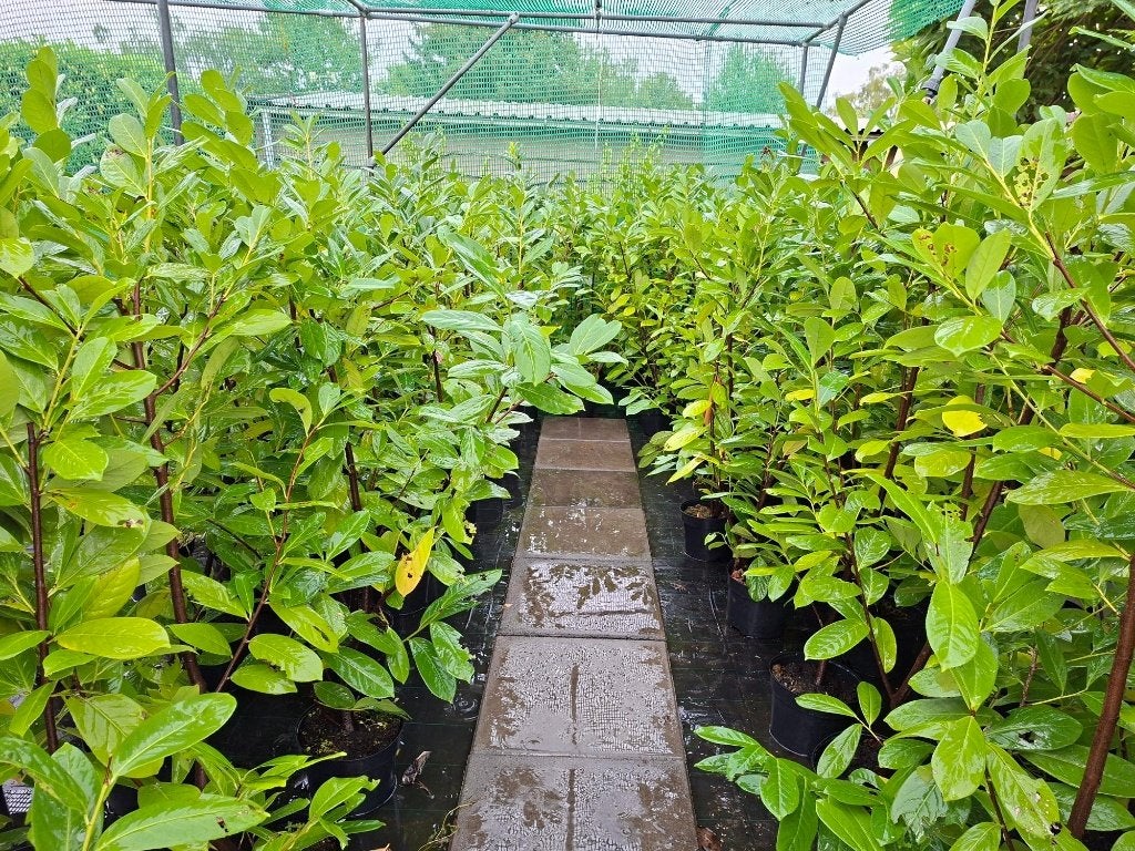 Mooie hoge laurier/ haaglaurier 120/140 cm Prunus 'Novita'!, Tuin en Terras, Ophalen, In pot, Halfschaduw, Overige soorten