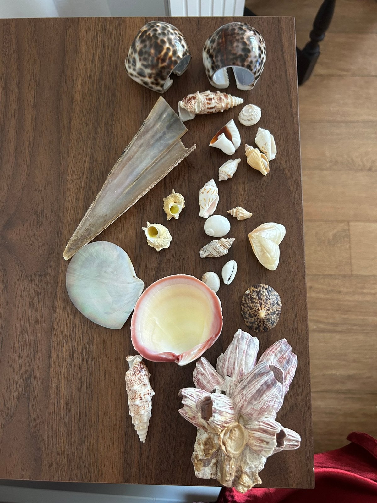 Schelpen verzameling, Verzamelen, Mineralen en Fossielen, Ophalen, Schelp(en)