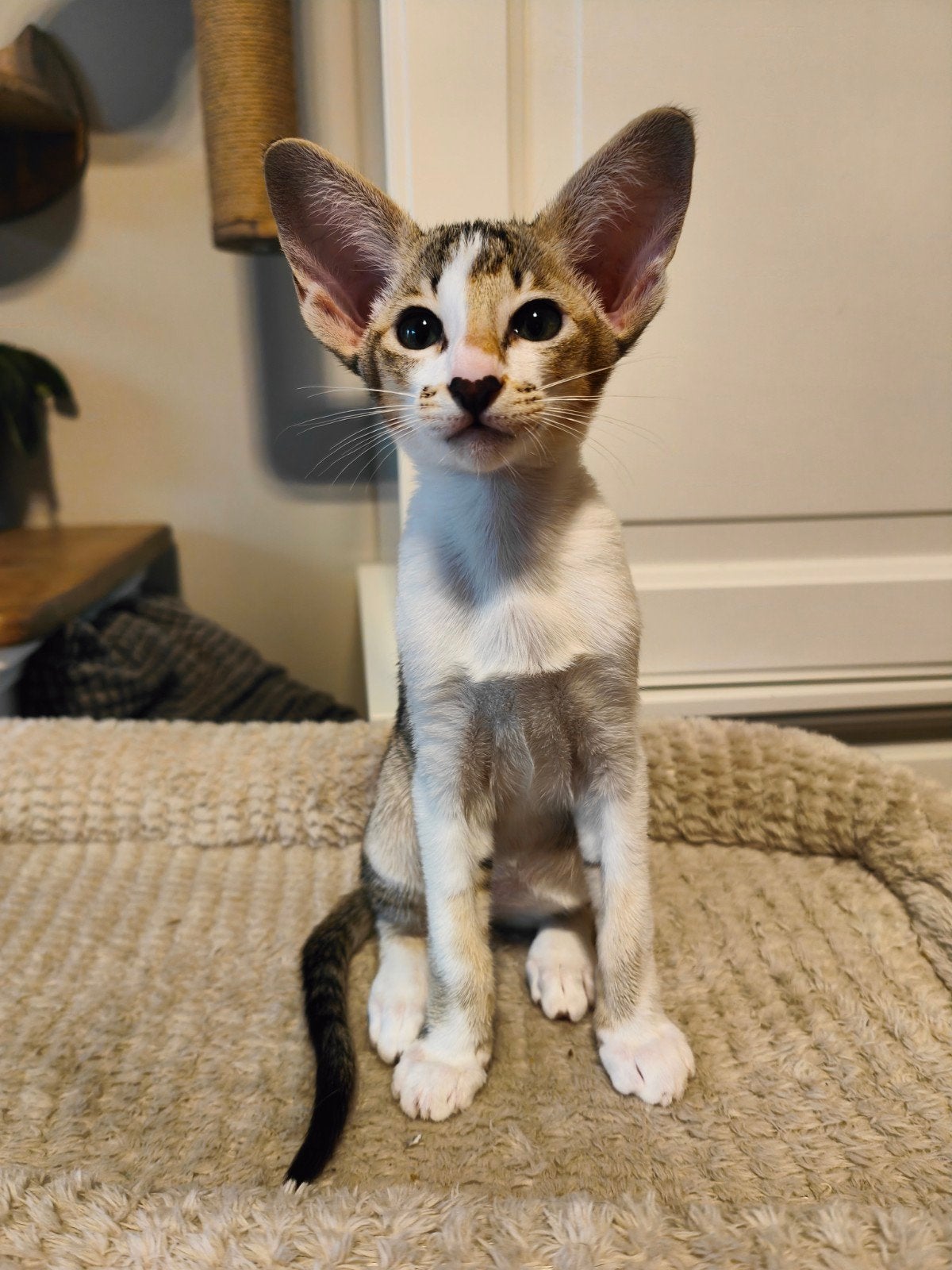 Oosterse Korthaar  kitten (Oriental shorthair), Dieren en Toebehoren, Poes