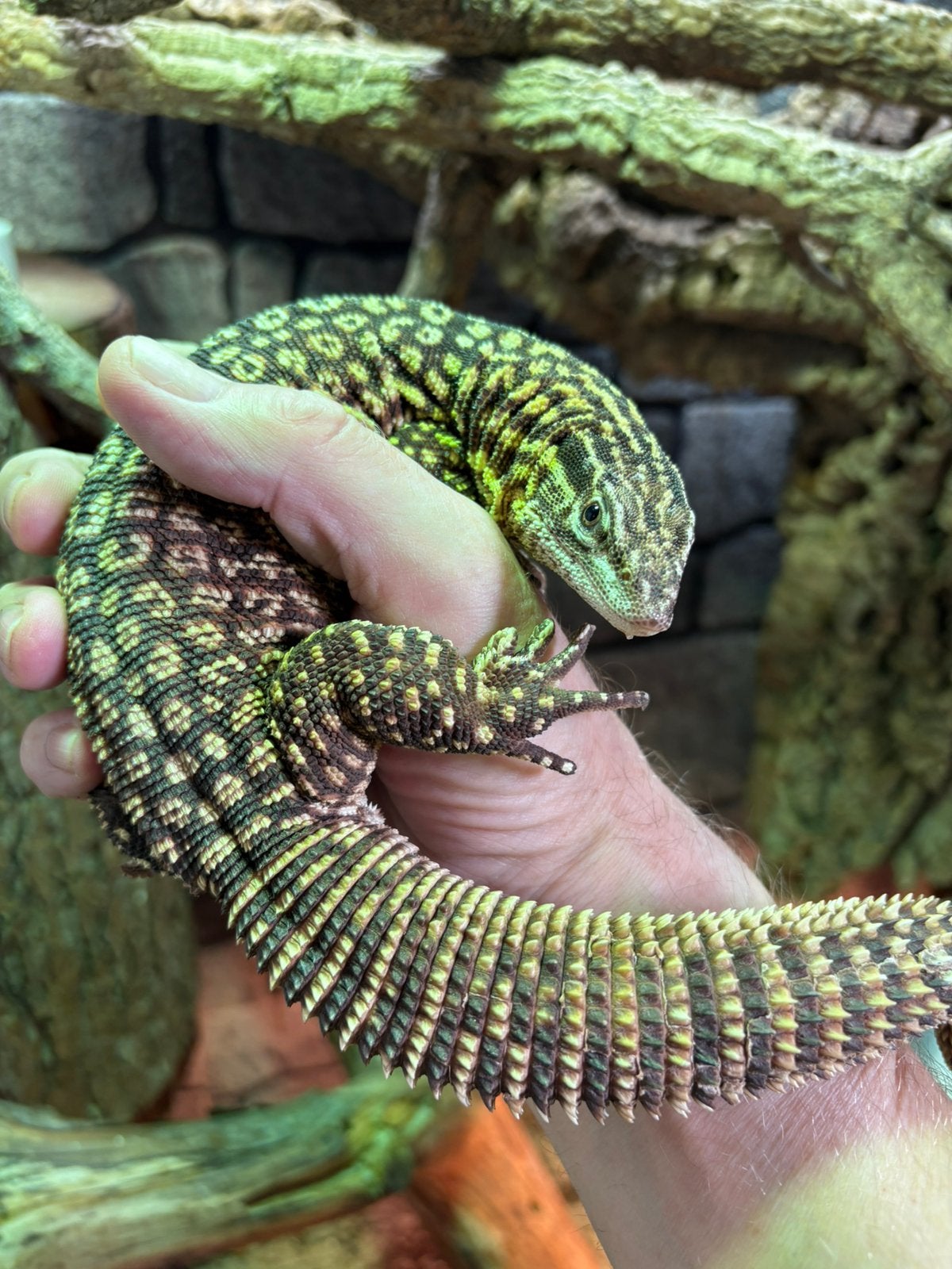 Varanus acanthurus Red, Hagedis, 3 tot 6 jaar
