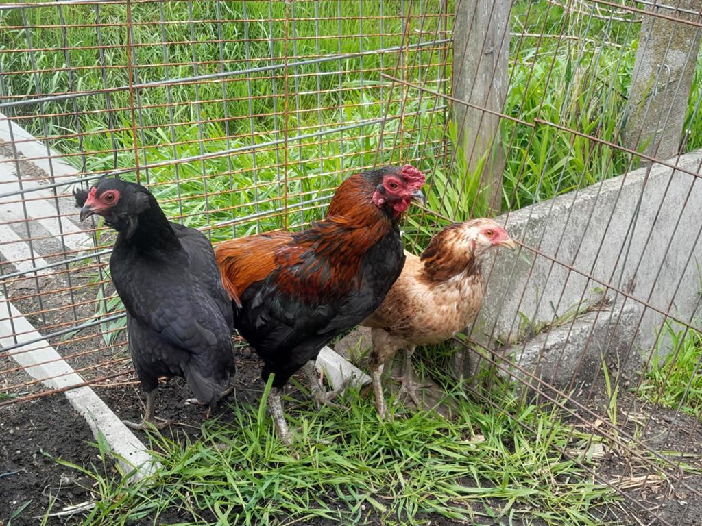 Araucana kriel groenleggers 2 hennetjes evt met haan, Dieren en Toebehoren, Vrouwelijk, Kip