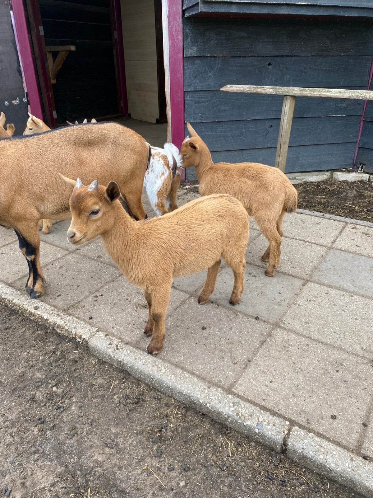 Camel dwerggeit bok met maanvlek, Dieren en Toebehoren, Schapen, Geiten en Varkens, Mannelijk, Geit, 0 tot 2 jaar