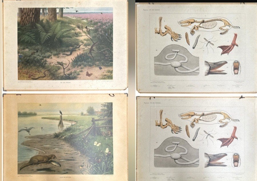 373. Schoolplaten, M.A. Koekoek – rivier, heide, 20e eeuw, Ophalen, Natuur en Biologie