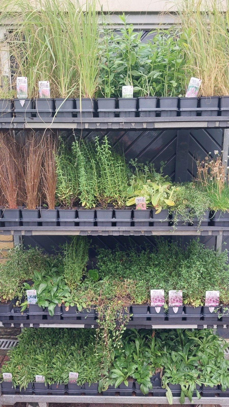 partij vaste planten 800 stuks, Ophalen, Overige soorten, Volle zon