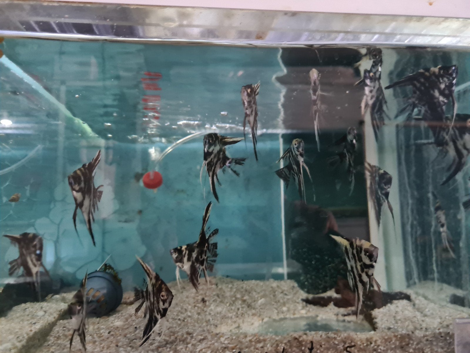 Dalmatier maanvissen, Pterophyllum Scalare Dalmatin