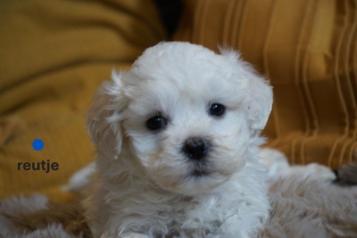 Mooie kruising maltezer pups., Dieren en Toebehoren, Nederland, Parvo, Overige rassen, 8 tot 15 weken