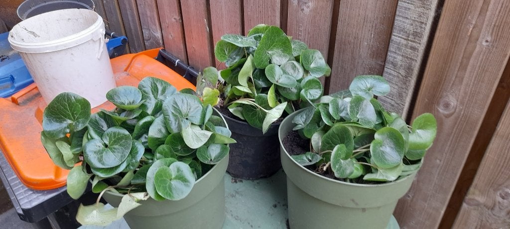 3 grote potten gevuld met meerder mansoorplanten, Ophalen, Bodembedekkers, Vaste plant, Bloeit niet