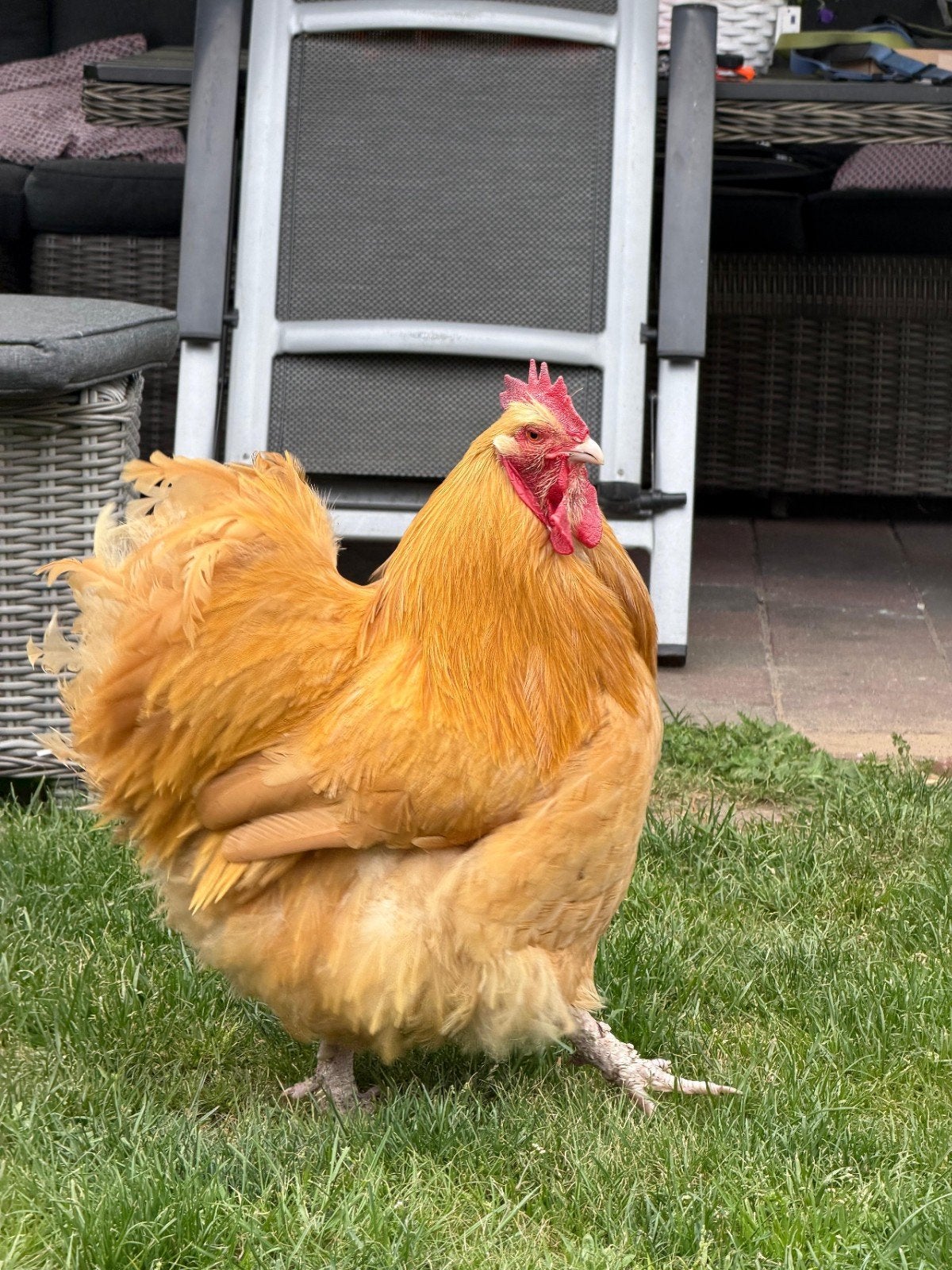 Jonge Orpington Haan., Dieren en Toebehoren, Mannelijk, Kip
