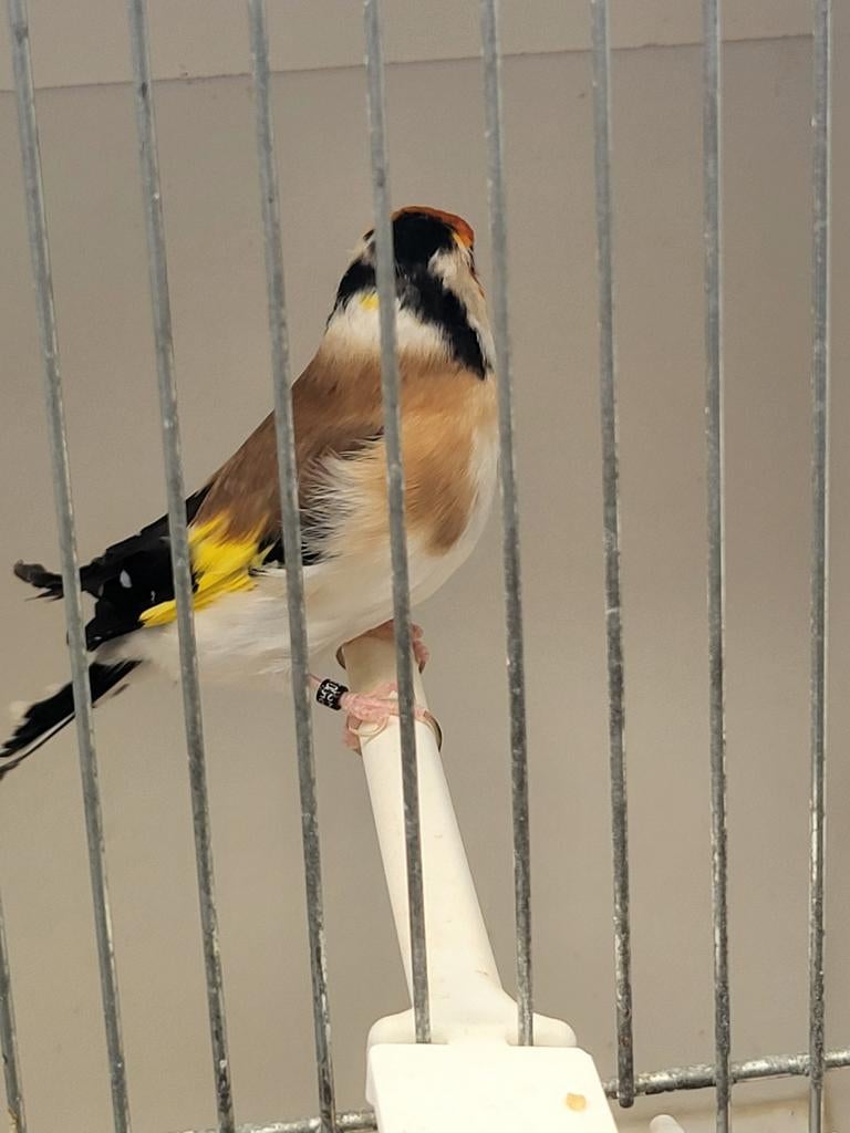 Majoor putter man 2025, Dieren en Toebehoren, Vogels | Overige Vogels, Mannelijk, Wildzangvogel