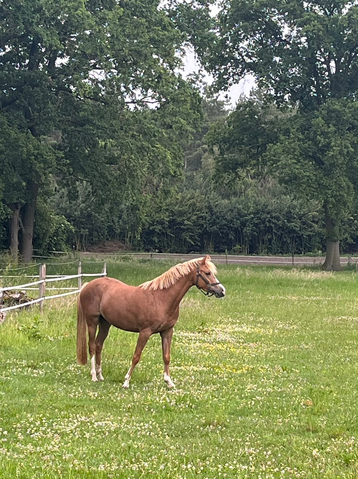 4 jarige NWR Merrie, Merrie, Met stamboom, Dressuurpony, 3 tot 6 jaar