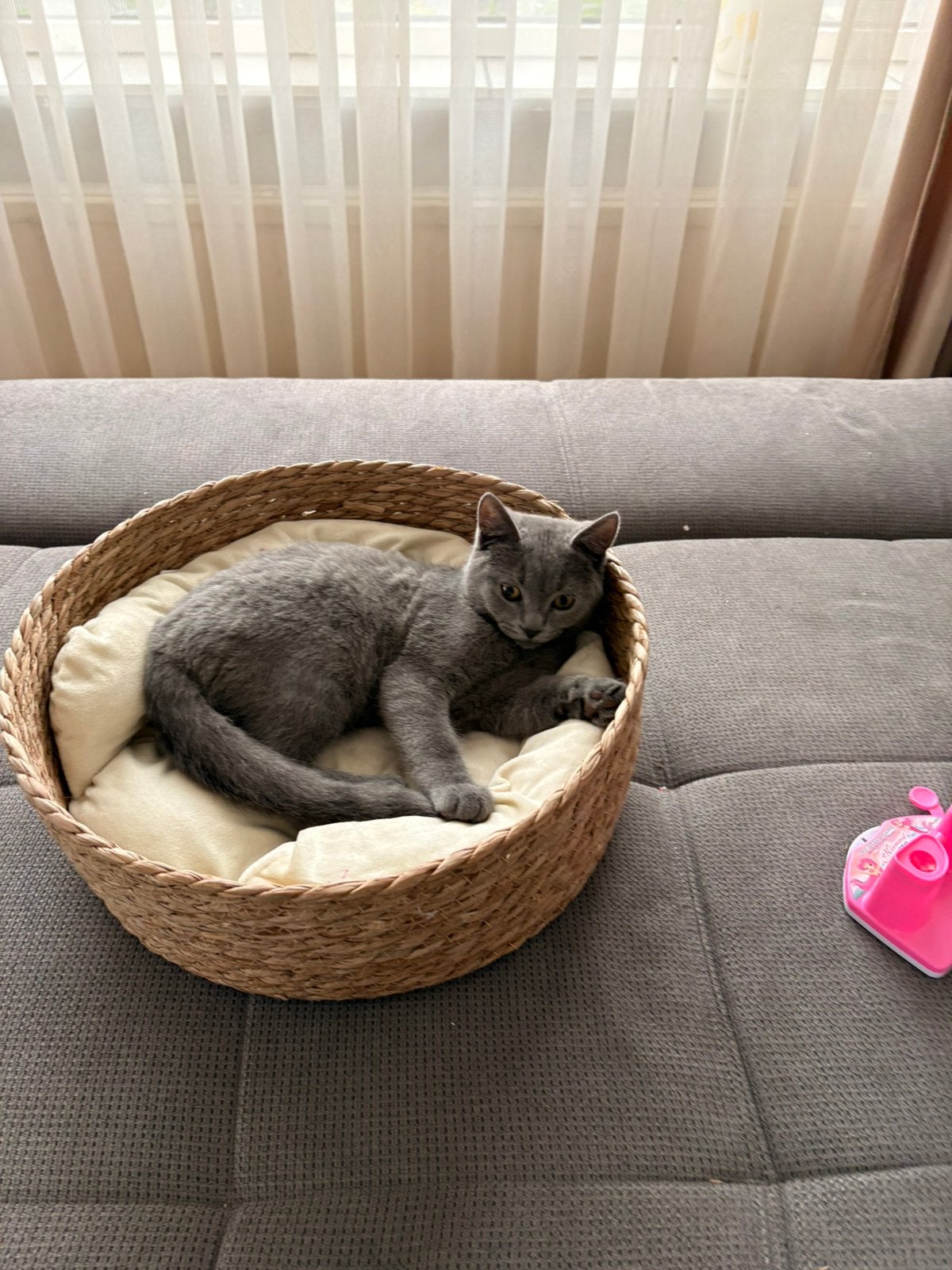 Poes, Dieren en Toebehoren