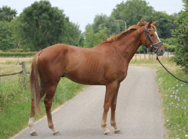 Lieve nuchtere 3 jarige ruin, Dieren en Toebehoren, Paarden, Ruin, 3 tot 6 jaar, 160 tot 165 cm, Onbeleerd