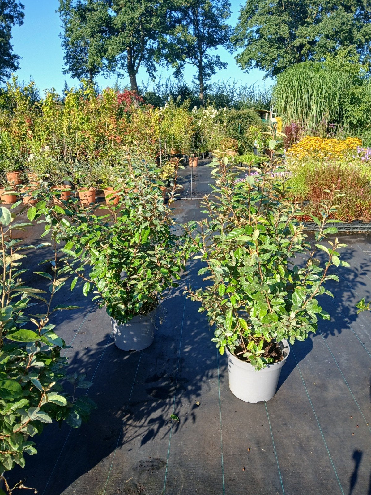 Eleagnus in 20L pot, 100-120 cm - Wintergroene Olijfwilg, Overige soorten, Volle zon, Vaste plant, Ophalen of Verzenden