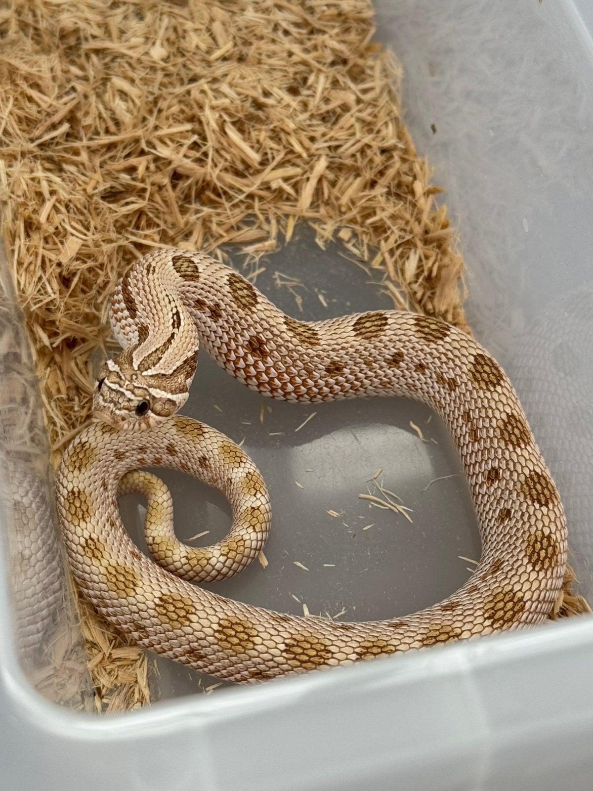 Hognose 1.0 Arctic Conda Toffee het Sable 2025