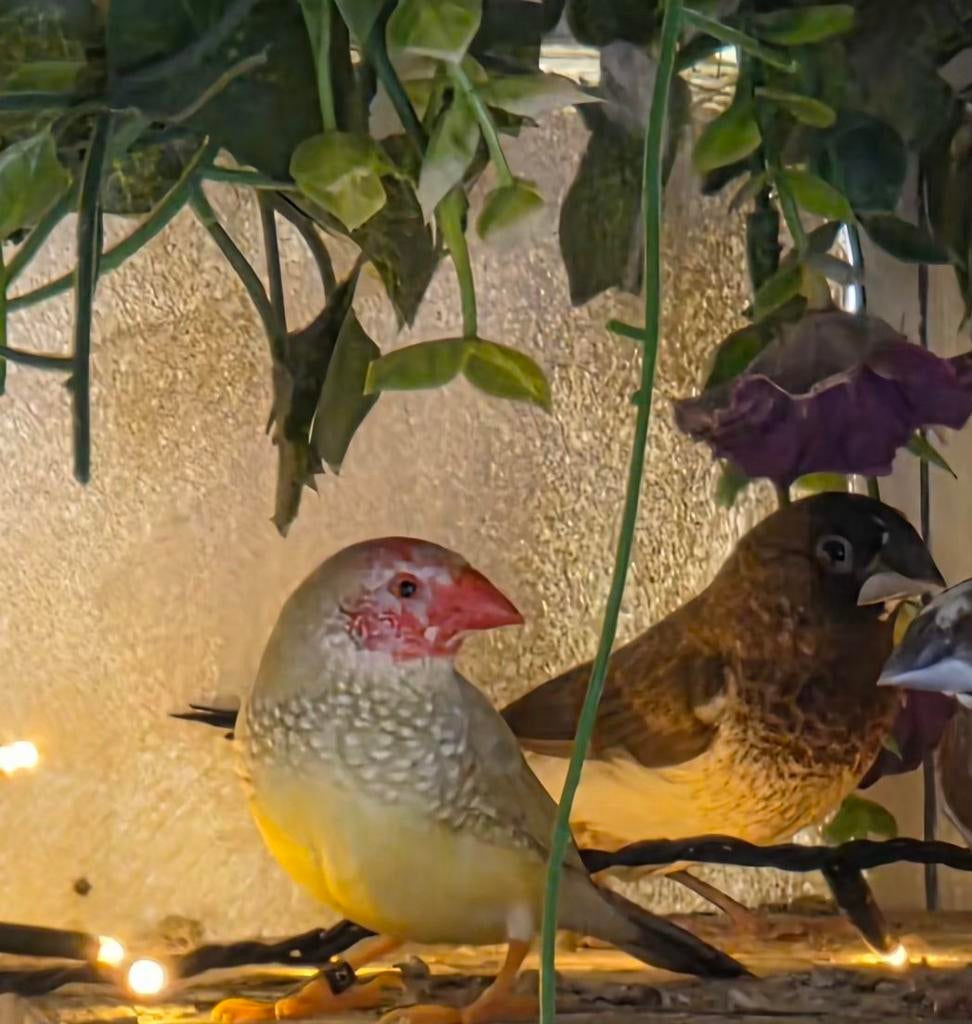 Gezocht binsenastrilde pop, Dieren en Toebehoren, Vogels | Overige Vogels, Vrouwelijk
