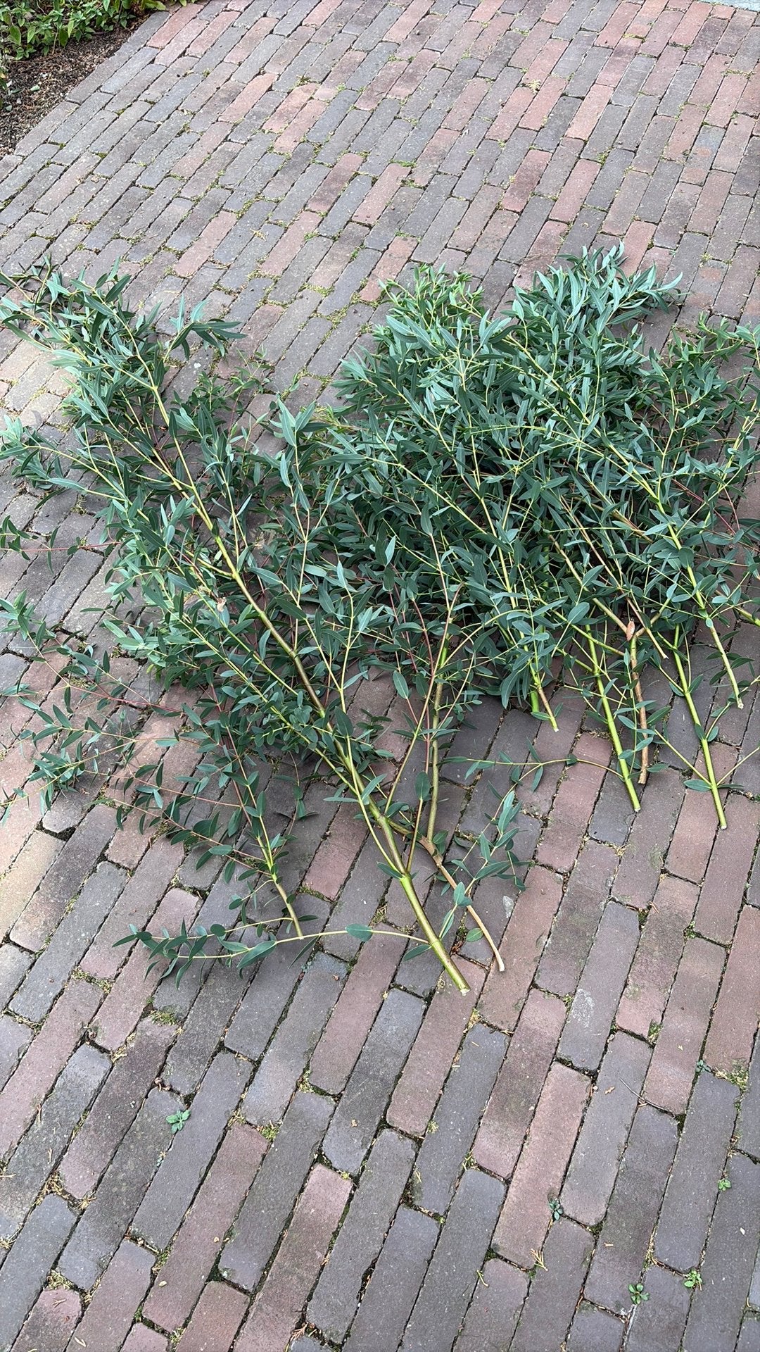Eucalyptus takken gratis, Ophalen, Eenjarig, Overige soorten, Volle zon