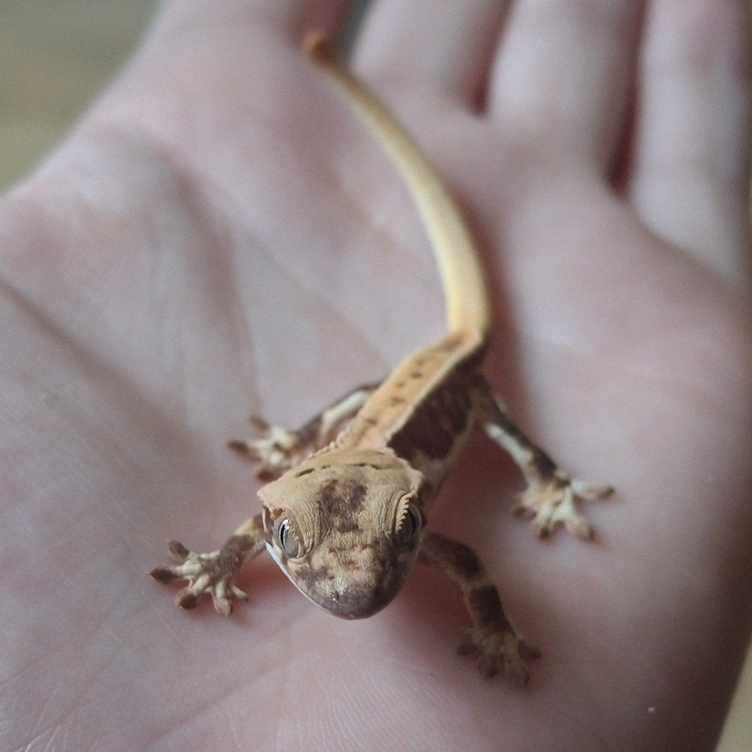 Mooie tricolor lilly white wimpergekko/crested gecko 0.0.1 Crested Gecko photo 4