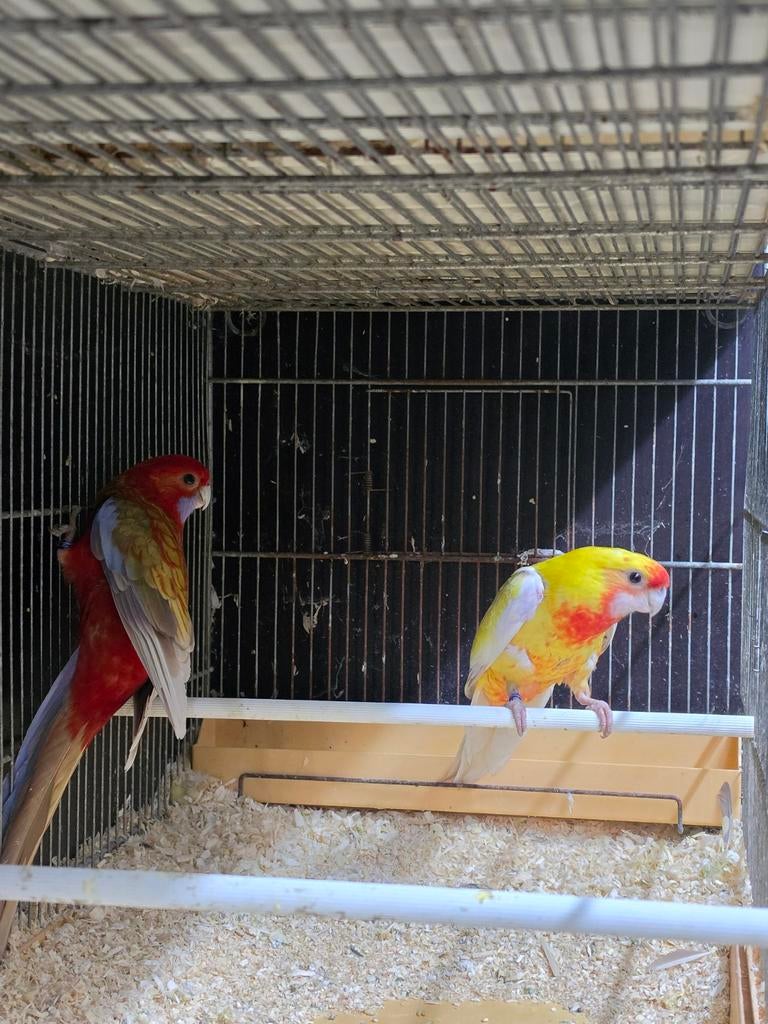 Te koop 3 koppels pennanten diverse kleuren, Dieren en Toebehoren, Vogels | Parkieten en Papegaaien, Meerdere dieren, Parkiet