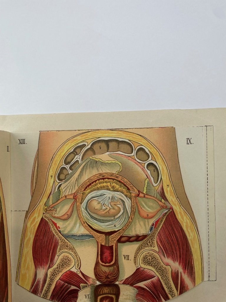 Oud boekje zwangere vrouw uitvouw met plaatjes, Ophalen of Verzenden, Gelezen, Zwangerschap en Bevalling