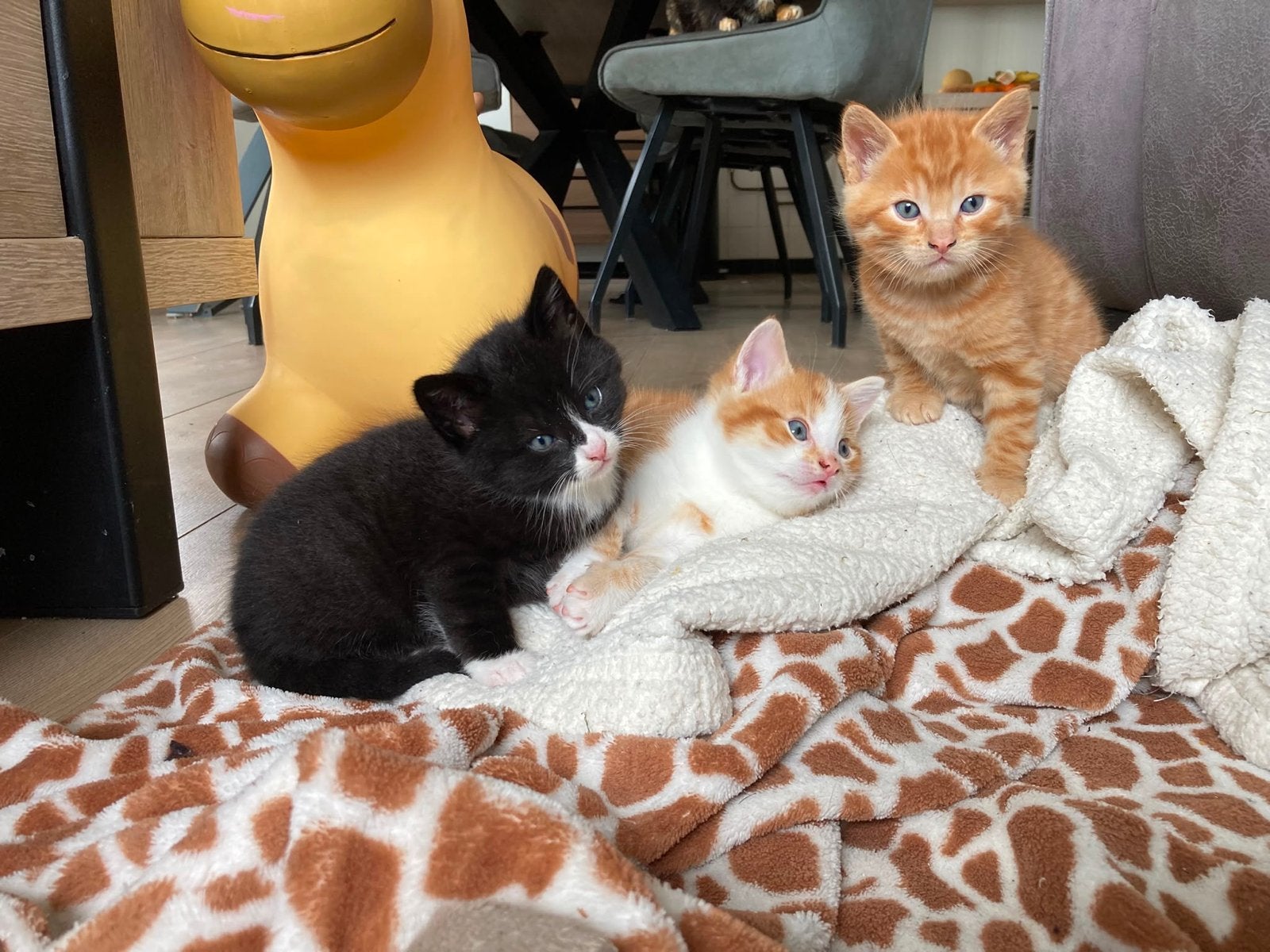 Super lieve kittens, Dieren en Toebehoren, Meerdere dieren, Kortharig, 0 tot 2 jaar
