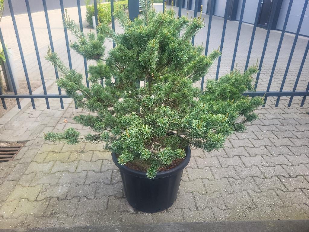 Pinus parv.negishi, Tuin en Terras, Bloeit niet, Overige soorten, Minder dan 100 cm, Ophalen