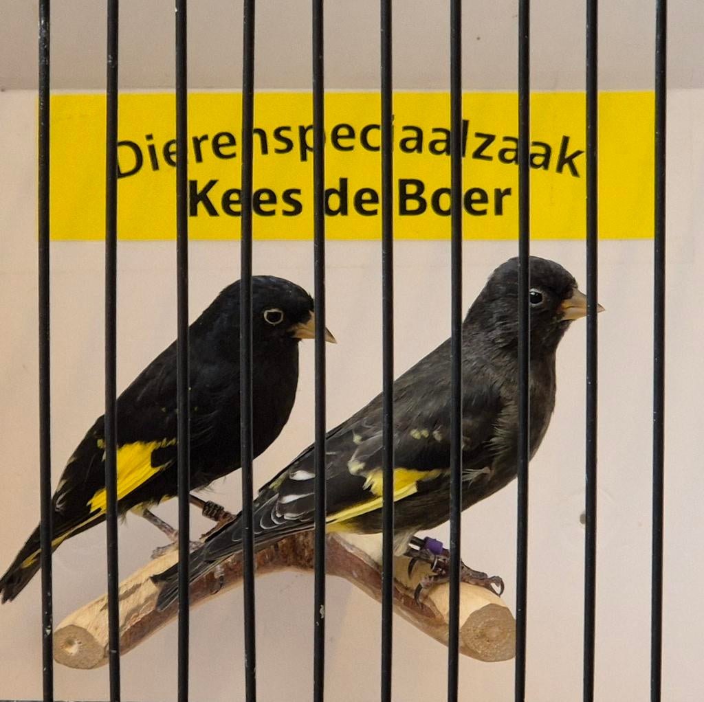 Koppel zwarte sijzen, Meerdere dieren, Geringd