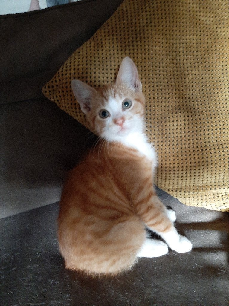 Leuke kittens, Kater, Kortharig, 0 tot 2 jaar