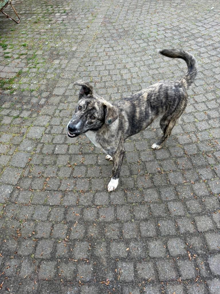 Zora, teefje, 11 maanden gesteriliseerd, Dieren en Toebehoren, Honden | Niet-rashonden, Particulier, 15 weken tot 1 jaar, Buitenland