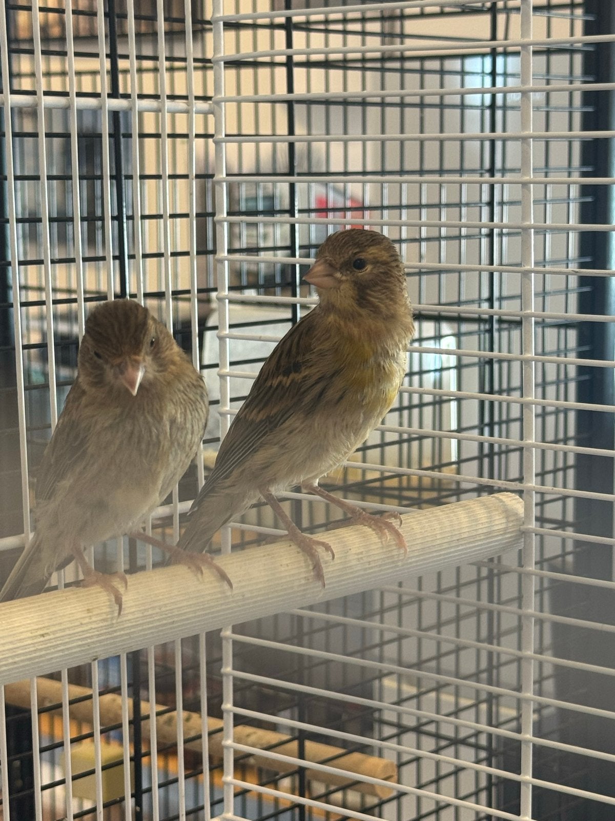 3 jonge kanaries, Dieren en Toebehoren, Vogels | Kanaries, Meerdere dieren, Kleurkanarie