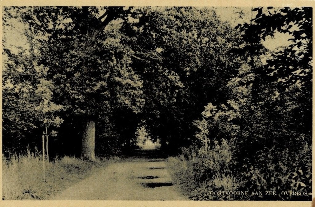 Oostvoorne, Overbos - 1950, Verzenden, 1940 tot 1960, Gelopen, Zuid-Holland