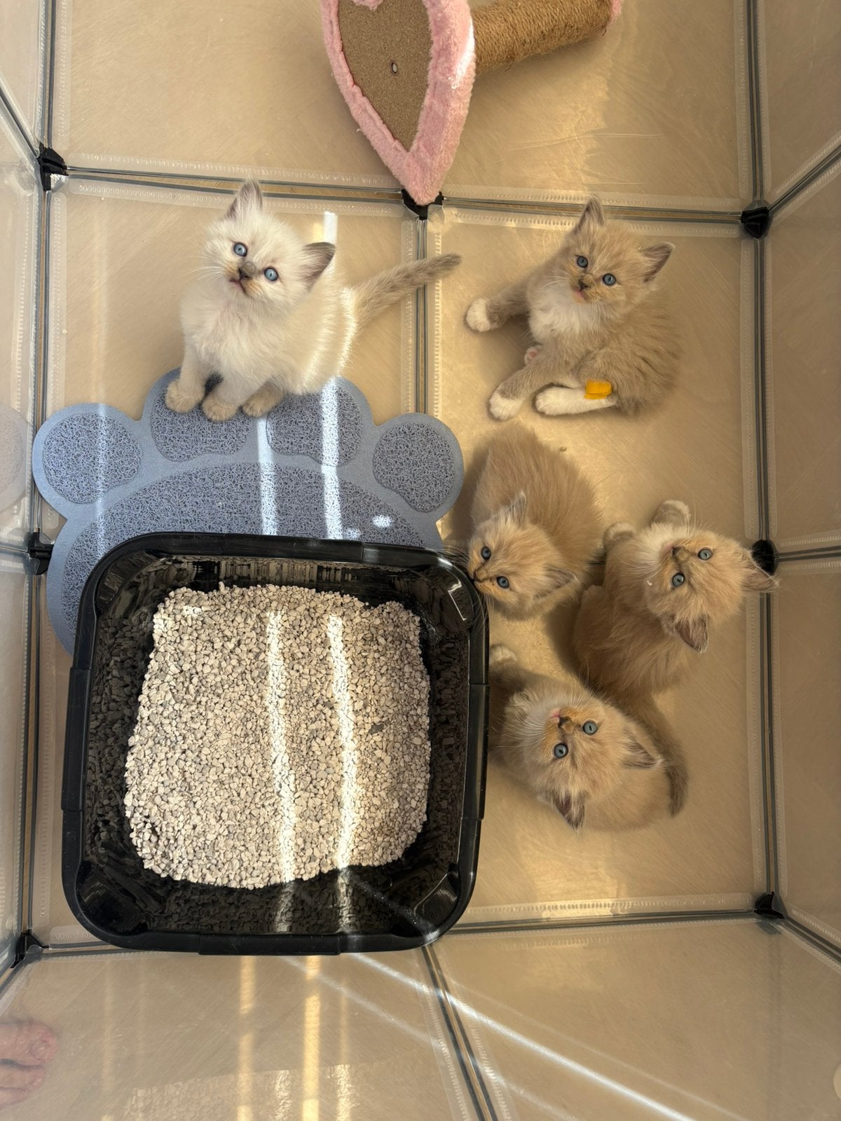 ragdoll kittens, Poes, Met stamboom, 0 tot 2 jaar